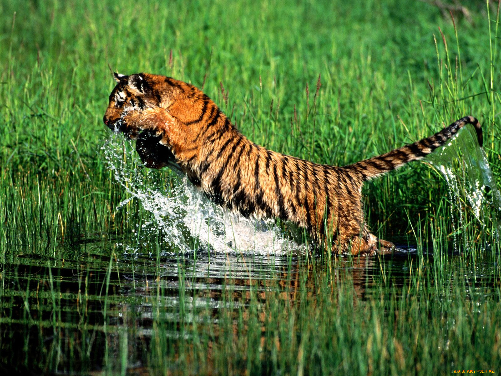 splash, bengal, tiger, , 
